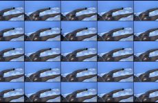 Blushing_Bunny stripchat Melanin Queen Seductress Edges with G Spot Toy. Blushing_Bunny