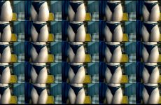 Cleo-williams Lovcams Chocolate skinned Queen Rubs Her Clit with Vibrating Panties.