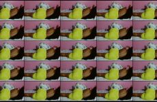 PrettyBiggAss stripchat Hourglass Melanin Queen Whore Rides Her Toy her Voluptuous Curves.