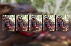 Sherry_she Stripchat Sable Diva Drips Sensual Hips with Rabbit Vibrator..