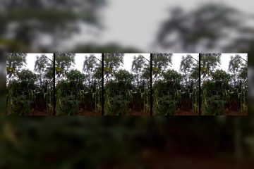 Sherry_she stripchat Gorgeous Chocolate skinned Goddess of Desire Thrusts her Donk for Tips 3 Sherry_she stripchat Gorgeous Chocolate skinned Goddess of Desire Thrusts her Donk for Tips.