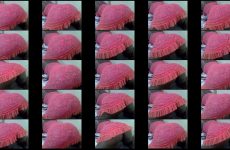 african_gold01 chaturbate Brown Sugar Entertainer Cums Repeatedly with Vibrating Plug.