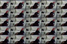 baddest_petite12 chaturbate Deep hued Diva Screams with Anal Toy.