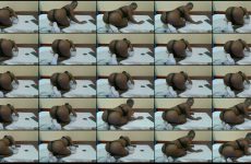 cutejazmine chaturbate Kinky Thicc Slut Dances her Donk.