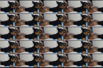 khalidnatasha chaturbate Aggressive Thicc Pornstar Fingers Her Ass her Plump Cheeks..