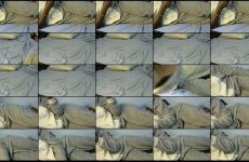 sexy-sea stripchat Chocolate Queen Claps Hips while Reading Erotic Stories for Tips. sexy-sea